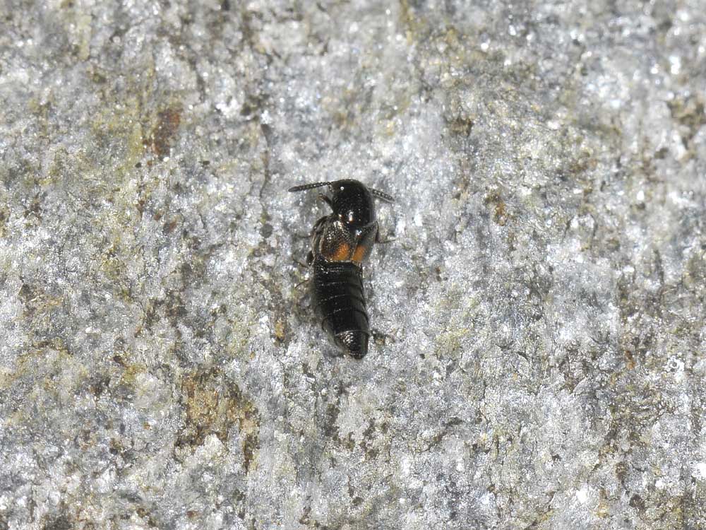 Aleochara bipustulata? (Staphylinidae)